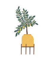 Indoor lemon in a pot on an isolated background vector