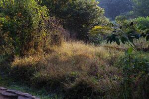 A man is walking on a path in the woods photo