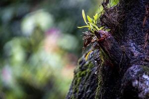 A tree with a flower growing out of it photo