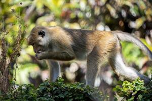 A monkey is walking on the ground near some bushes photo