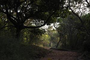 A path through a forest with a tree in the middle photo