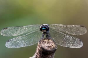 A dragonfly is perched on a branch photo