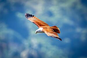 A bird flying in the sky photo