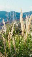 Plants Move In The Wind During Prayers Near Nature In The Field In Spring video