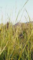 Push In Lush Bundles Of Grass In The Early Spring Phase video