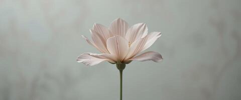Delicate Desaturated Close-Up of a Single Flower photo