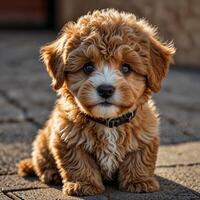 A small brown dog sitting on the ground photo