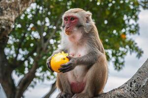 wild monkey eats mango sitting on a tree in forest in nature photo