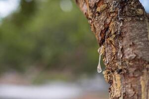 Fresh mastic drops ooze in tears from the mastic tree, reflecting light on Chios Island, Greece. A close-up shot with a dreamy bokeh background showcases the natural beauty of this precious resin. photo