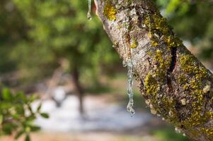 Mastic oozes in tears from mastic tree branch forming delicate resin drops on Chios Island, Greece. Rich texture and soft bokeh background highlight the authenticity of this treasured natural element. photo