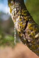 Mastic oozes in tears out of the branch of a mastic tree on Chios Island, Greece. Transparent mastic drops glisten against a soft bokeh background, highlighting this rare resins purity and tradition. photo