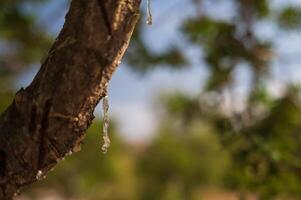 Mastic oozes in tears out of the branch of a mastic tree on Chios Island, Greece. Transparent mastic drops glisten against a soft bokeh background, highlighting this rare resins purity and tradition. photo
