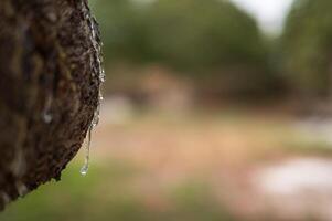 Mastic oozes in tears from mastic tree branch forming delicate resin drops on Chios Island, Greece. Rich texture and soft bokeh background highlight the authenticity of this treasured natural element. photo
