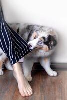 Aussie Australian Shepherd puppy in blue marble color bites the owner's clothes, pulls. Wants to walk, wants to eat. Vertical photo