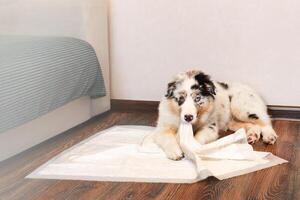 Australian Shepherd puppy different eye color uses a hygienic diaper in the house as his bed or toy. Puppy gnaws at diaper and looks at the camera. Teaching the dog to clean the toilet. photo