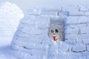 Eskimo dwelling made of ice and snow. Aussie Australian Shepherd puppy in blue marble color and different eye color looking from window Iglu home from snow photo