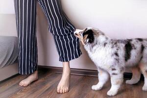 Sweet little Aussie Australian Shepherd puppy in blue marble color bites pajama pants, puppy misbehavior. Problems in raising a puppy. Wants to walk, wants to eat, wants to play photo