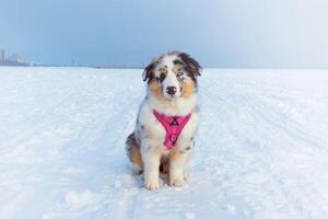 Cute Aussie Australian Shepherd puppy in blue marble color and different eye color sitting in a snowy field and looking at the camera photo