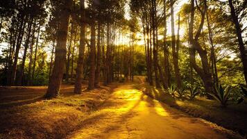 Sunsetting light filters through tall trees along a forest path photo