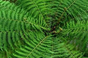 Fascinating view of an ancient fern with intricate leaf patterns in lush green tones photo