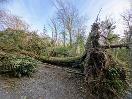 Fallen tree on the path after the storm Eowyn at Merlin woods, Galway, Ireland, destructive power of nature photo