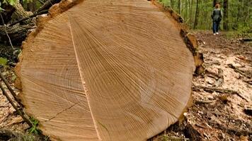 Man Standing Beside Large Tree in the Woods photo