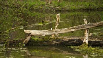 Fallen Log Submerged in Pond photo