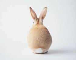 Adorable rabbit sitting against a plain white background, showcasing its fluffy fur and upright ears. photo