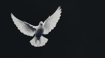 Graceful white dove in flight against a dark background, symbolizing peace and freedom. photo