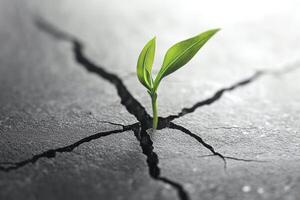 A resilient green plant emerges through cracked, dry earth, symbolizing hope and perseverance. photo