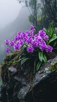 Vibrant purple orchids thrive on a misty, moss-covered cliff. photo