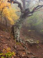 Trunk of an old beech tree on a mountainside. photo