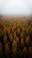an aerial view of a forest with many trees photo
