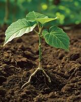 A plant with a green leaf growing out of the ground photo