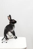 A black and white rabbit with a stethoscope sits on a white table on a neutral monochrome background. The concept of pet treatment by a veterinarian photo