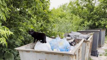 Black homeless cat standing in a dumpster at countryside. Stray kitten looking into camera from trash bin. Problem of protecting animals concept. Close up photo