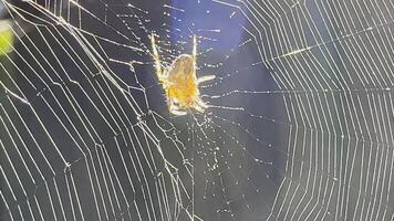 Spiderweb swaying in wind at garden with sunlight at background. Spider builds a cobweb outdoor. Beautiful nature scene on summer day. Concept of wildlife. Slow motion photo