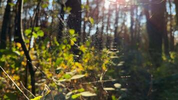 Spiderweb swaying in wind at forest with sunlight at background. Spider builds a cobweb at woodland. Beautiful nature scene on summer park at sunset. Concept of wildlife. Slow motion photo