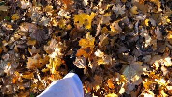 Point of view to male foot stepping on fallen maple leaves. Legs of young man in sneakers kicks up yellow foliage going at autumn forest. Guy walking at wild nature. Slow motion photo