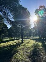 Sunlight streaming through tall trees in a serene forest setting during daytime photo