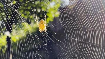 Spiderweb swaying in wind at garden with sunlight at background. Spider builds a cobweb outdoor. Beautiful nature scene on summer day. Concept of wildlife. Slow motion photo