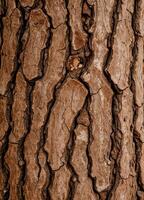 Bark of a tree in the forest. Background and texture. Tree Bark Texture photo