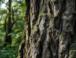 Old tree trunk with green moss on it in the forest, nature background. Tree Bark Texture photo