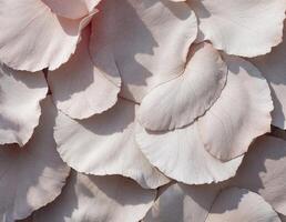 White rose petals, close-up, background, texture. Soft Rose Petals photo