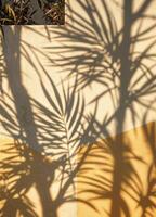 shadow of palm tree on yellow and white wall. Palm Shadows on Wall photo