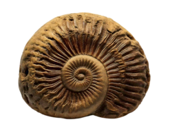 Intricate ammonite fossil, showcasing ancient spiral structure. A captivating image representing history, time, and natural beauty. png