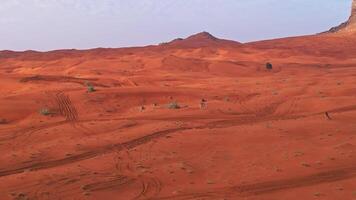 A drone over the sand dunes of the desert in which camels graze. Sunny summer day video