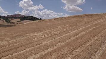 Drone over farm fields in the hills near the lake. A cloudy summer day. video