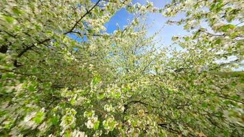Smooth FPV Flight through blooming trees with white flowers in spring video