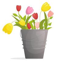 bucket with spring tulips vector